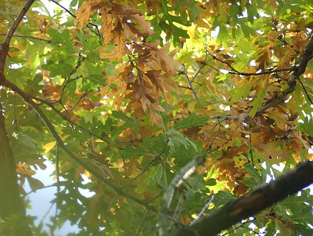 Stromy obl�kaj� zlatou