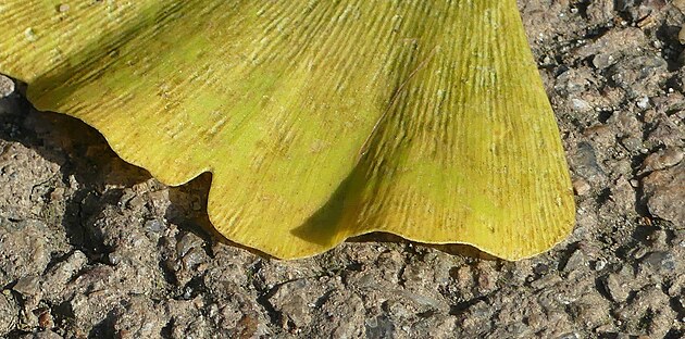 Jinan dvoulalo�n�