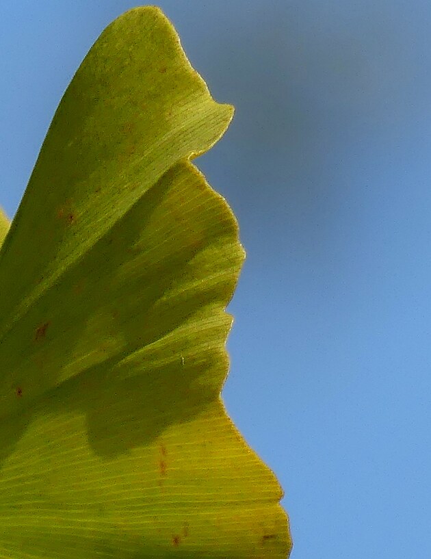 Ginko biloba proti obloze