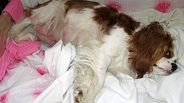 Dneska ještě u mamky v bříšku..