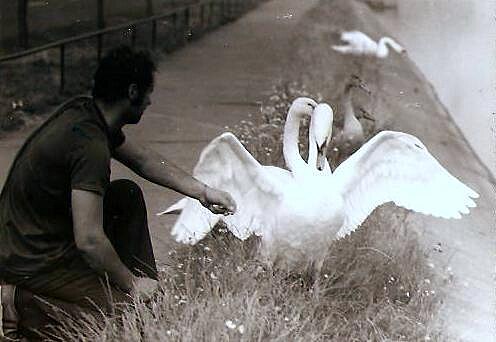 Kroukovn labut rok 1977