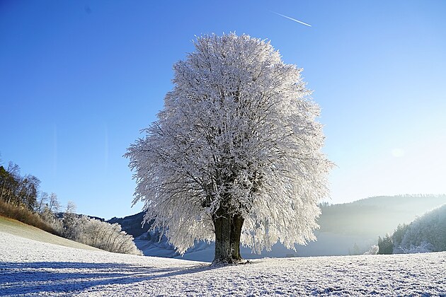 Soliterni strom