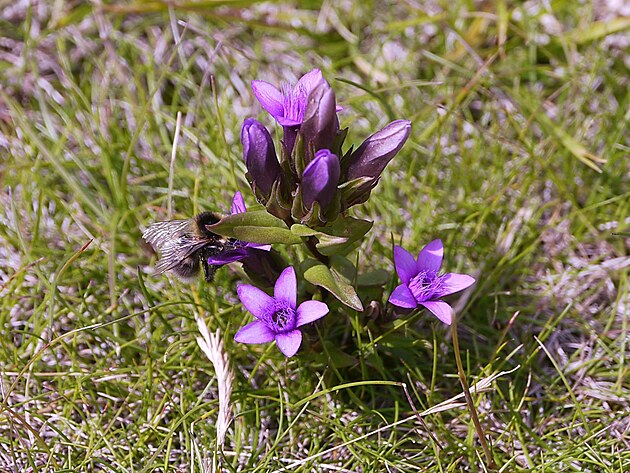Gentiana Germanica - Le Cune, Alpe Lusia - kvete v srpnu