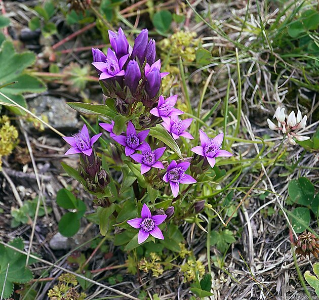 Gentiana Germanica, kvete v srpnu