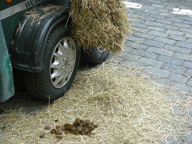 Parkovit ped knihovnou. Nkte teni zejm jezd ternnmi vozy, jin komo. To jenom j pouvm MHD...