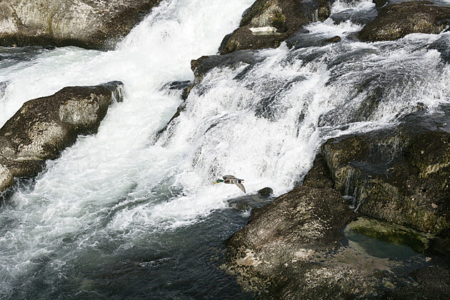 Rheinfall