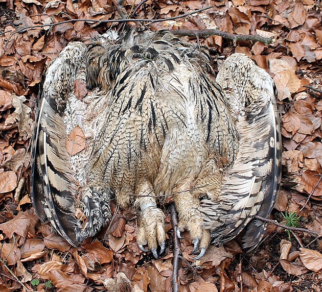 Výr, který mě přivedl znovu do oblasti Chlumu. Byl bych raději, kdybych ho nenašel a on i nadále si po nocích houkal.