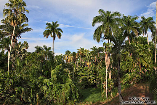 palmov les