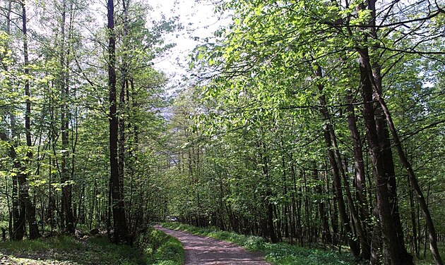 Slavkovsk les