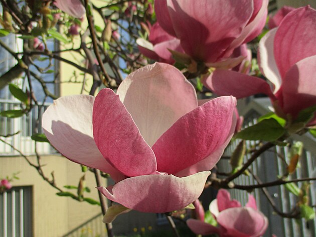 ...tak tam takhle krsn kvetly magnolie...