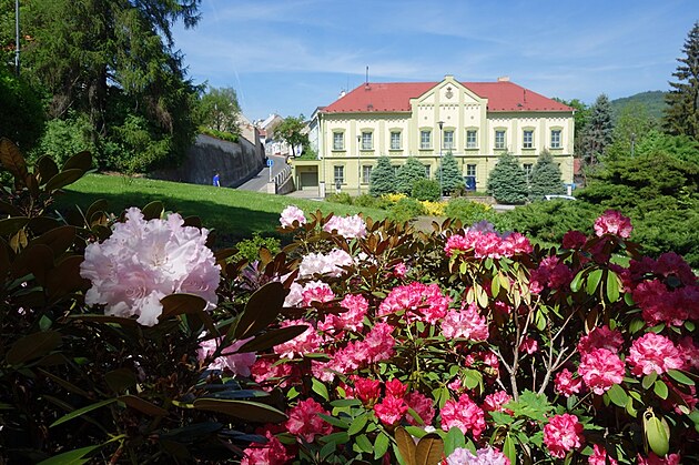 Rododendrony kvetou i v dalm parku