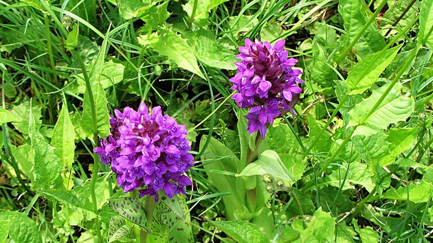 Orchideje na dosah !