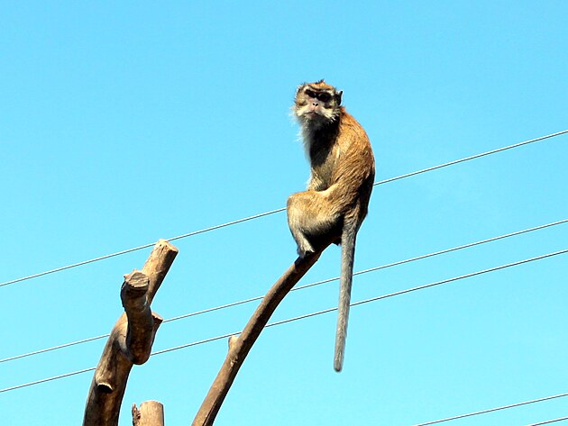 Prvn, kdo vs v tborsk zoo pivt, je makak, kter na vechno dohl.