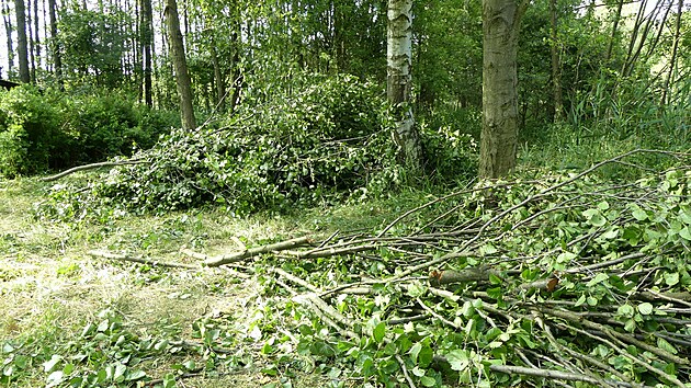 Na ploe u zstaly jen zbytky korun strom.