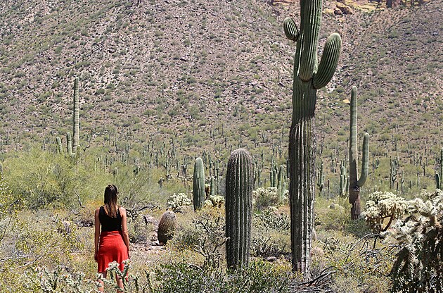 Nrodn park s kaktusy Saguaro, Arizona