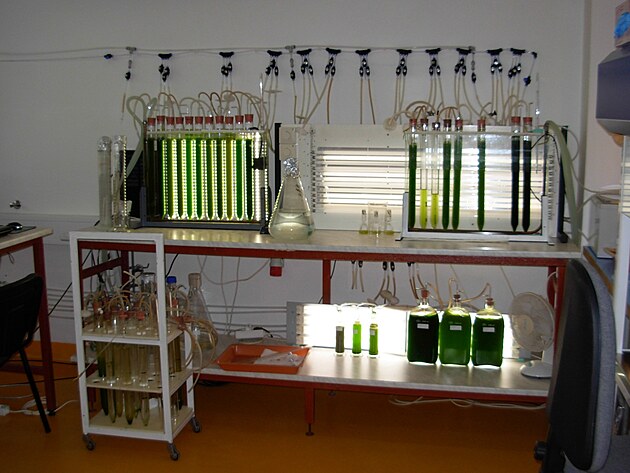 Laborato v Teboni