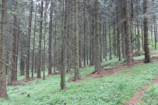 Cesta na Velkou louku.