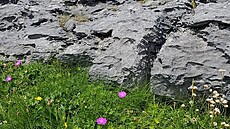 V rezervaci Burren rostou vz�cn� druhy rostlin pohromad� jako nikde jinde na sv�te.