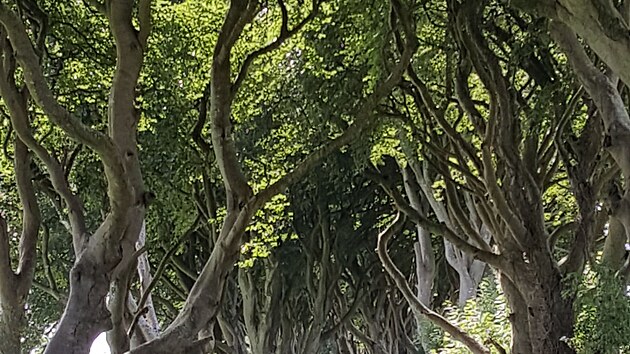 The Dark Hedges