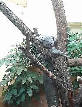Spc koala