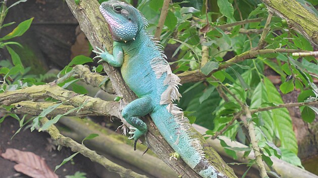 leguán v Gondwanalandu