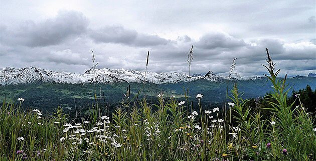 Kvetouc kopretiny a snhem pocukrovan Karnsk Alpy na konci ervence