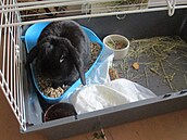 Trucing na z�chod� a bordel v kleci