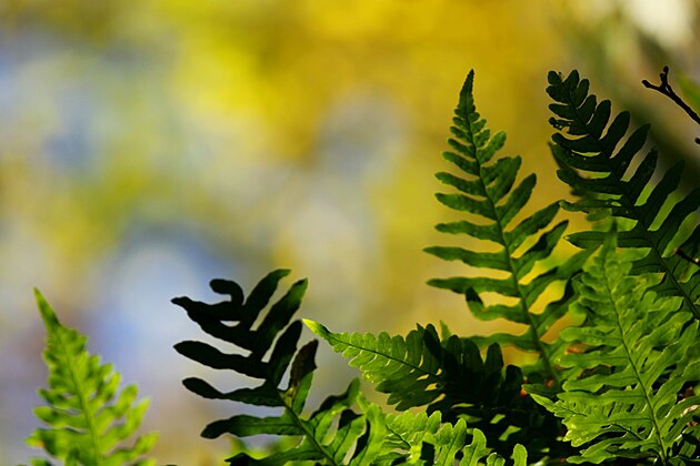 Z��cenina Lopata