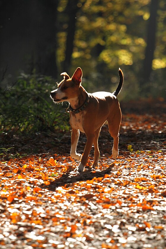 Z��cenina Lopata