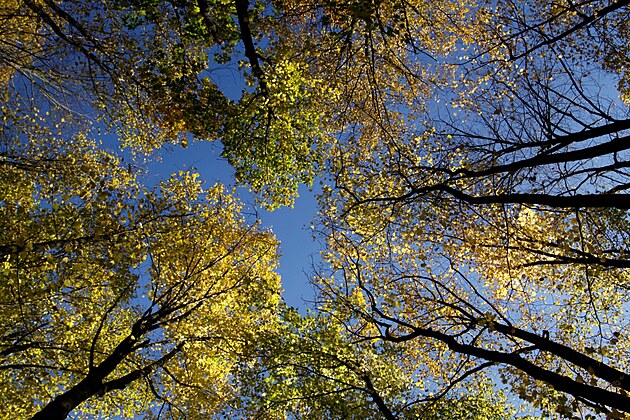 Z��cenina Lopata