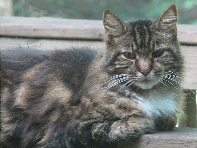 Maine Coon