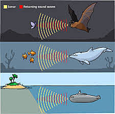 Echolokátor, ktorý sa mal vyvinúť niekoľkokrát nezávisle na sebe.