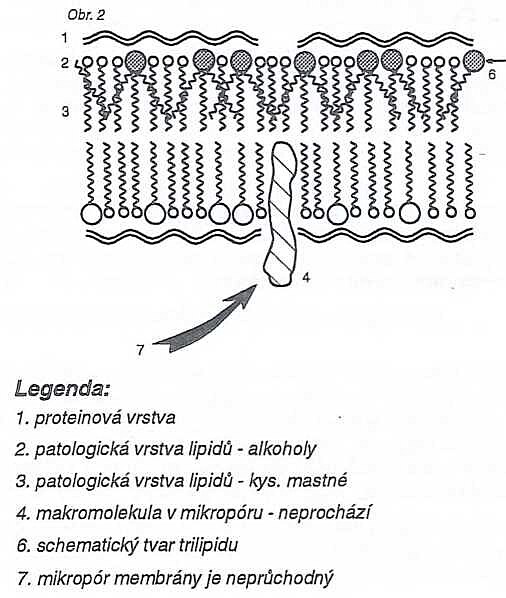 Pokozen bunn membrna