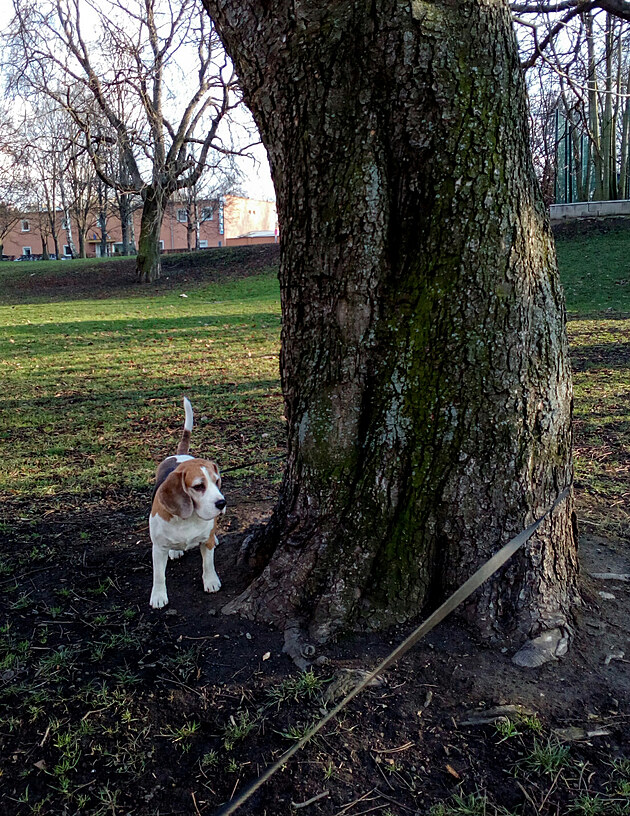 A tak �asto obj�m�me stromy...