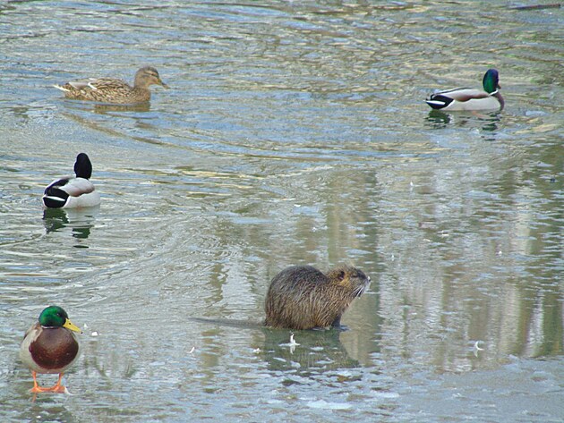 kachny a nutrie