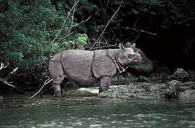 jvsk nosoroec