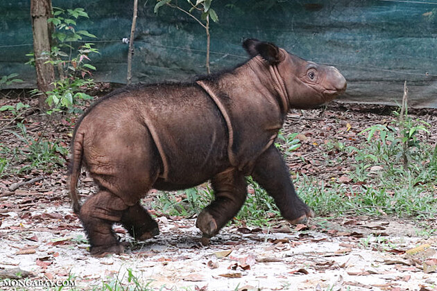 mld sumaterskho nosoroce