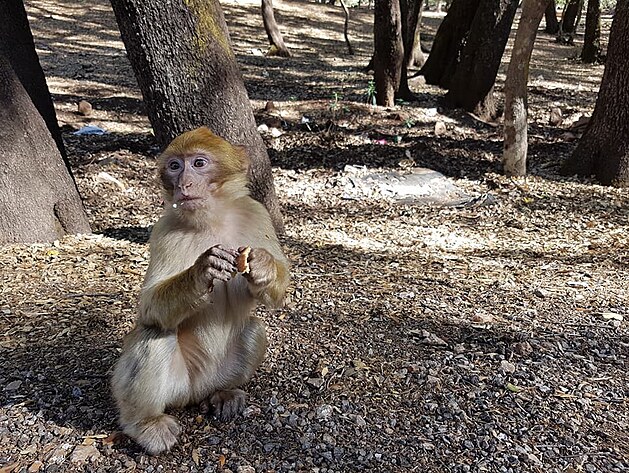 Opice rodu makak - jsou mil a chtj si hrt