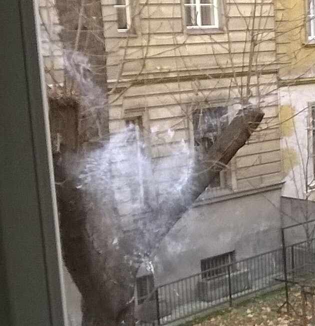 holub rozplcnut na okn