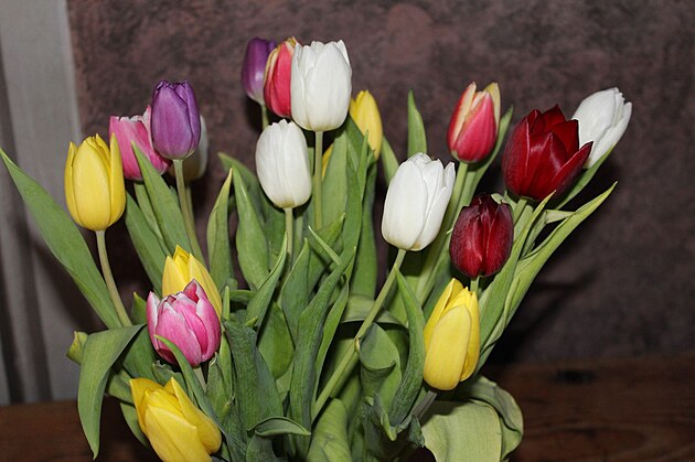 a abychom si uvdomovali, e ivot je barevn, usmvala se na ns z vzy kytka tulipn.