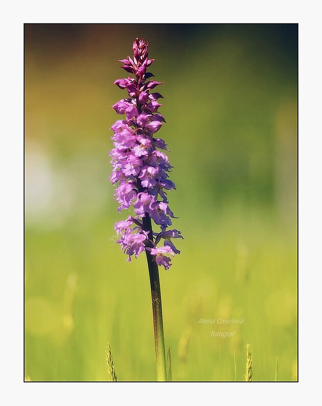 Vstava musk, (Orchis mascula subsp. signifera)