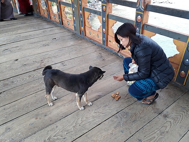 Pejskov se pomj nejenom pi oslav Losaru (novho roku). Foto z mostu k pevnosti ve mst Phunakha.