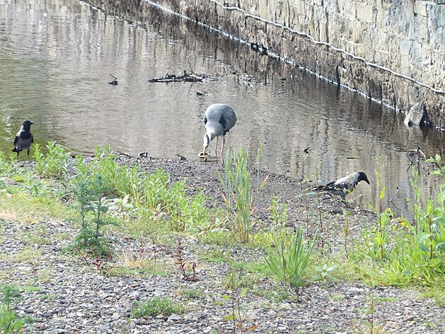 M�stn� ���ka, z mostu pozorujete volavku jak se sna�� spolknout rybu.