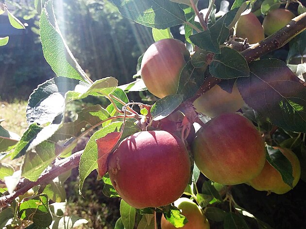 Jablka z na zahrady