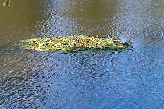 nymphaea alba