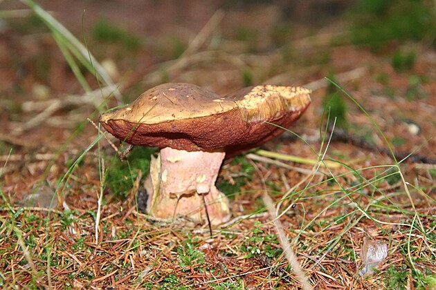 Hib Kov. Sice u trochu star, ale to je tvrd houba. Nemv ervy, ani hnilobu a je samozejm vynikajc. ena je nejradi su, j dvm pednost okamit konzumaci.