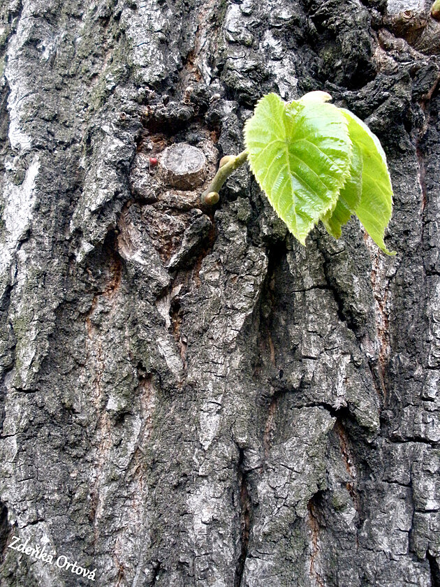 Detail