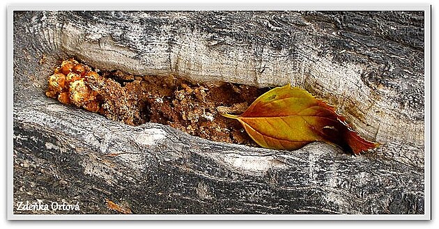 Podzimn� �ezlo