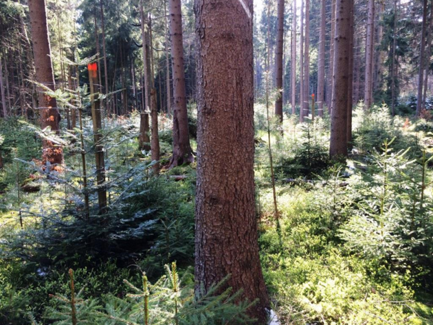 Pemna smrkovch monokultur za elem stability lesa a zajitn trval produkce - vnos jedle a vyuvn pirozenho zmlazen;  Bavorsko.