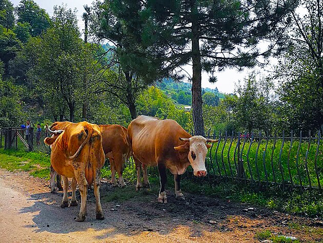 Chpu, e je to u druh fotka krav u cesty, ale kdy ono je tady opravdu potkte prakticky na kadm kroku.